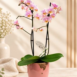 Orhidee Phalaenopsis 2 tije inaltime 50 cm