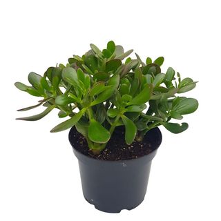 Crassula ovata
