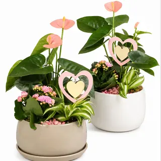 Aranjament cu Anthurium și Kalanchoe