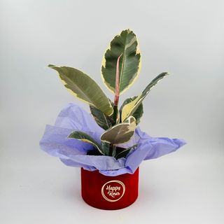 Ficus Robusta in cutie de catifea