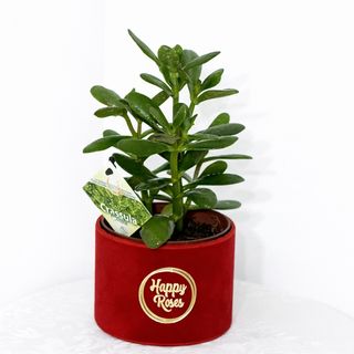 Crassula Ovata în cutie festivă de catifea