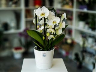 White phalanopsis 50 cm