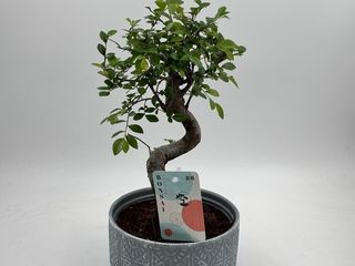 Bonsai
