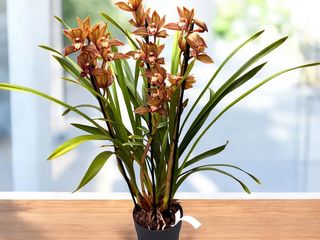 Cymbidium inaltime 70 cm