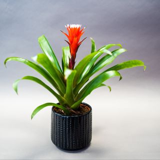 Guzmania Francesca