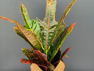 Croton Codiaeum