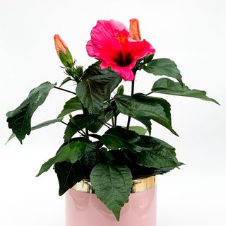Hibiscus