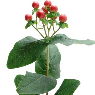 Bobite de cafea rosi