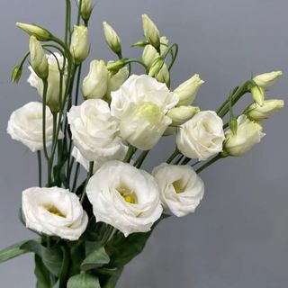 Lisianthus Alb