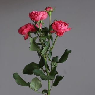 Mini Rose Roz Inchis