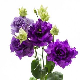 Lisianthus Mov
