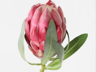 Protea