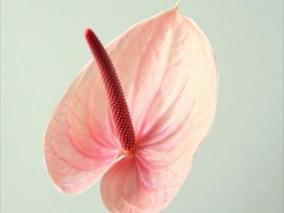 Anthurium Roz