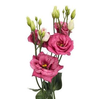 Lisianthus Roz