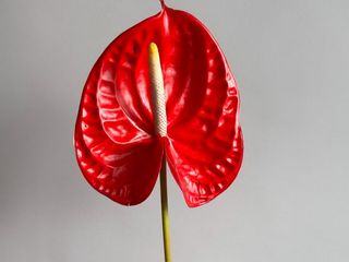 Anthurium Rosu