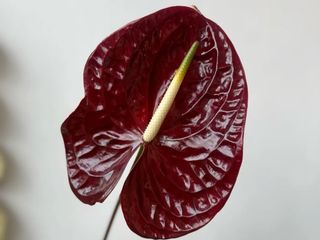 Anthurium Rosu Inchis