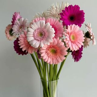 Mix Of Pink Gerberas