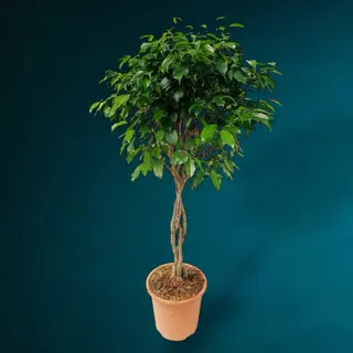 Ficus benjamina H 140 cm (împletit)