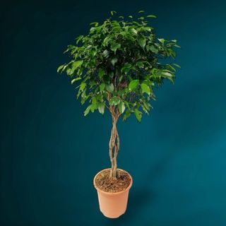 Ficus benjamina H 140 cm (împletit)