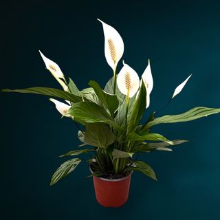 Spatifilium (Crinul Pacii)