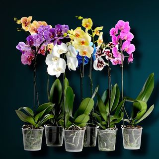Orhidee Phalaenopsis Mixta