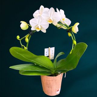 Orhidee Phalaenopsis Cerc Infinit