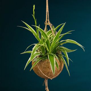 Plantă-păianjen (Chlorophytum comosum)