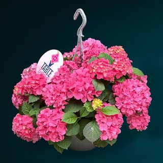 Hortensie Roz cu ghiveci agatator