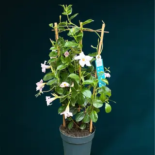 Mandevilla