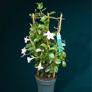 Mandevilla