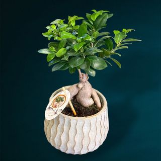 Bonsai Ficus Ginseng