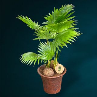 Livistona (Palmier evantai)