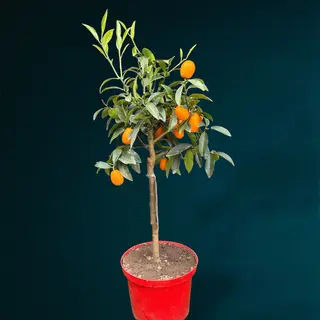 Kumquat