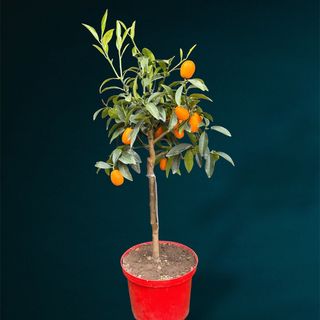 Kumquat