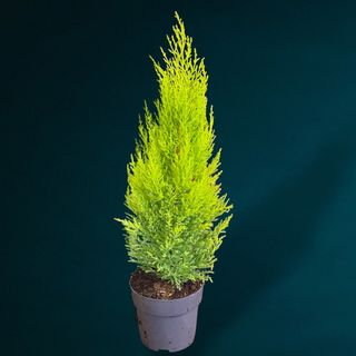 Cupressus