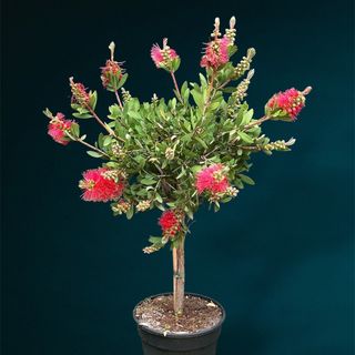 Callistemon citrinus