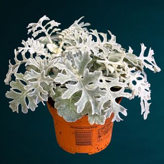 Cineraria maritima