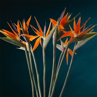 Strelitzia (Floarea Paradisului)
