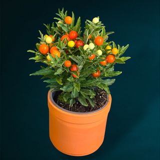 Solanum