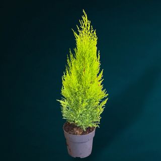 Cupressus