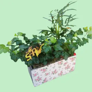 Green plants arrangement