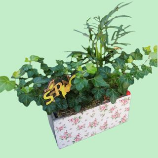 Green plants arrangement