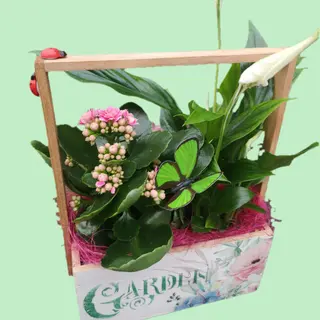 Plante la cutie
