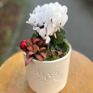 Aranjament Crăciun cu cyclamen