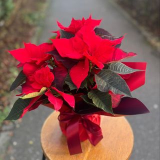 Crăciuniță roșie