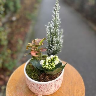 Aranjament Crăciun cu 3 plante