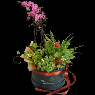 Aranjament cu plante