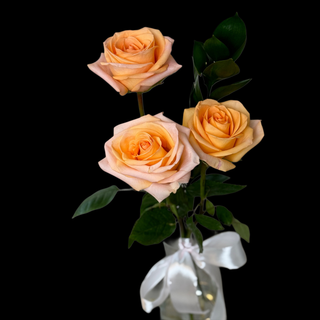 Trandafiri peach