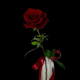 Trandafir rosu cu panglica