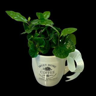 Planta de Cafea “Sweet Home”